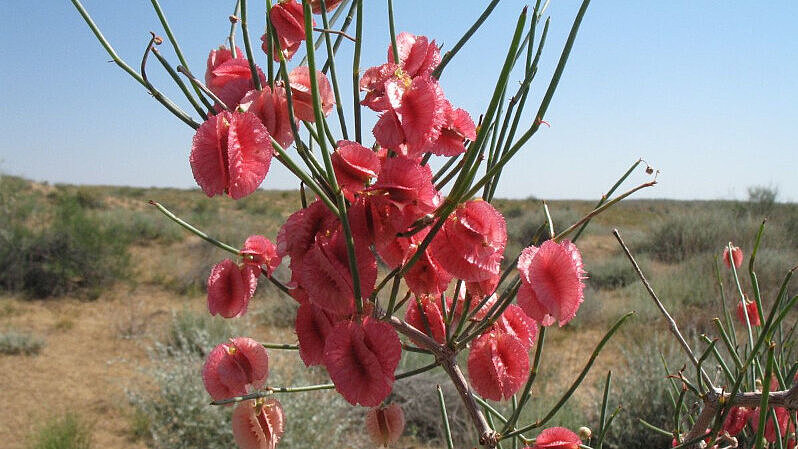 Calligonum_rubicundum