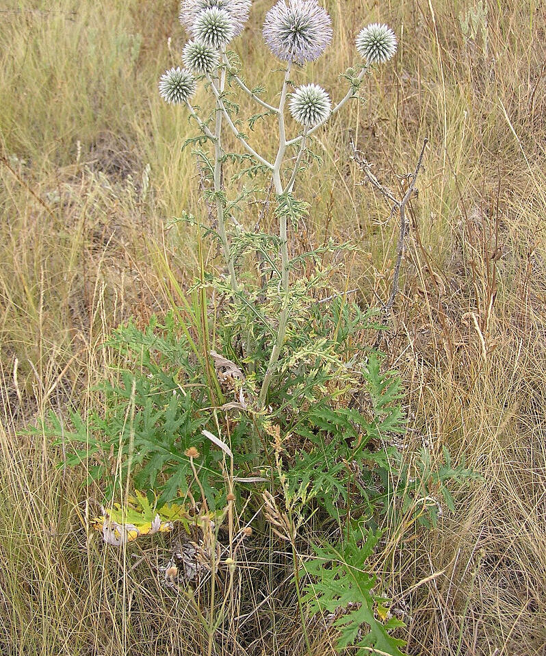 wikipedia echinops sphaerocephalus